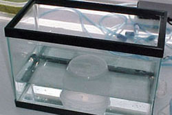 photo of a small aquarium with a disposable plastic container glued to the aquarium bottom