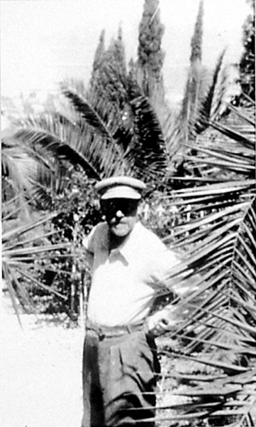palm tree