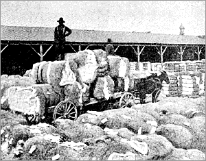 Cotton Bales