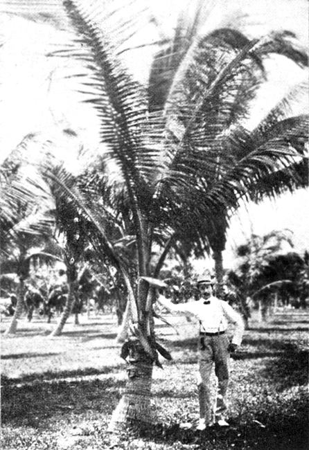 Under a Palm Tree