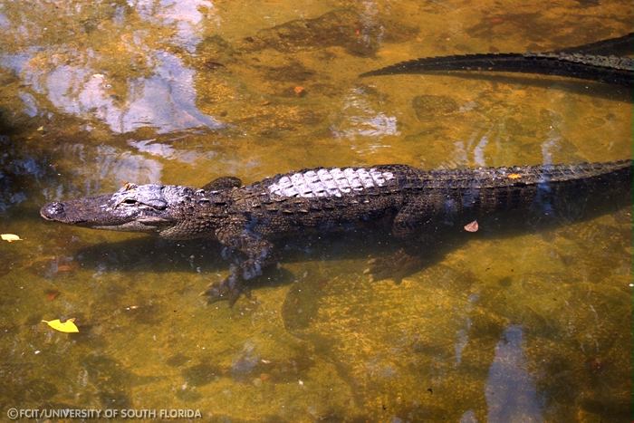 Alligators