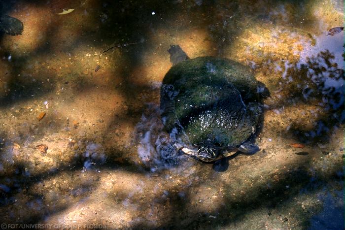 Turtle