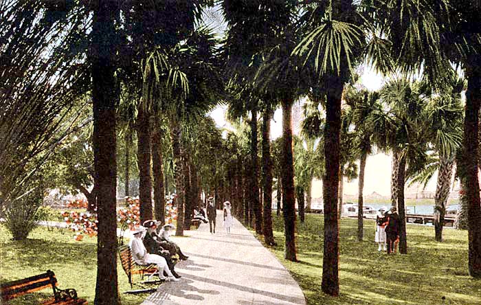 Palm walk