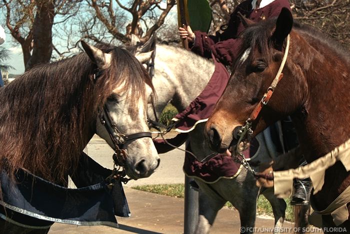Horses