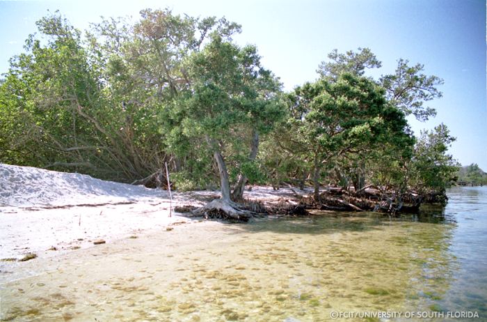 View of the shore