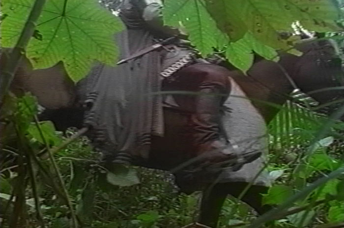 Spanish Horses in the Florida Wilderness