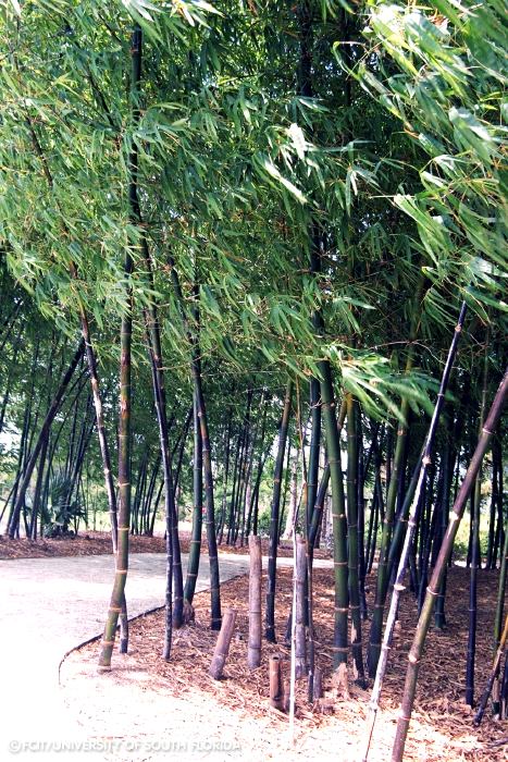 Bamboo Grove