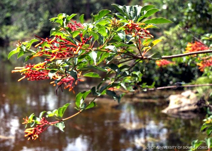 Tree branch