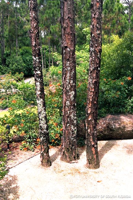 Pine trees