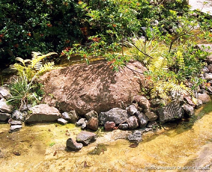Pond