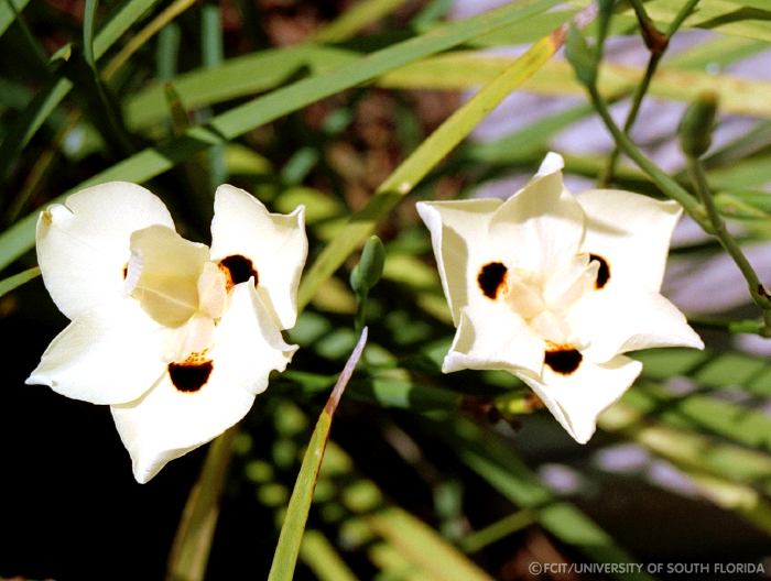 White flowers