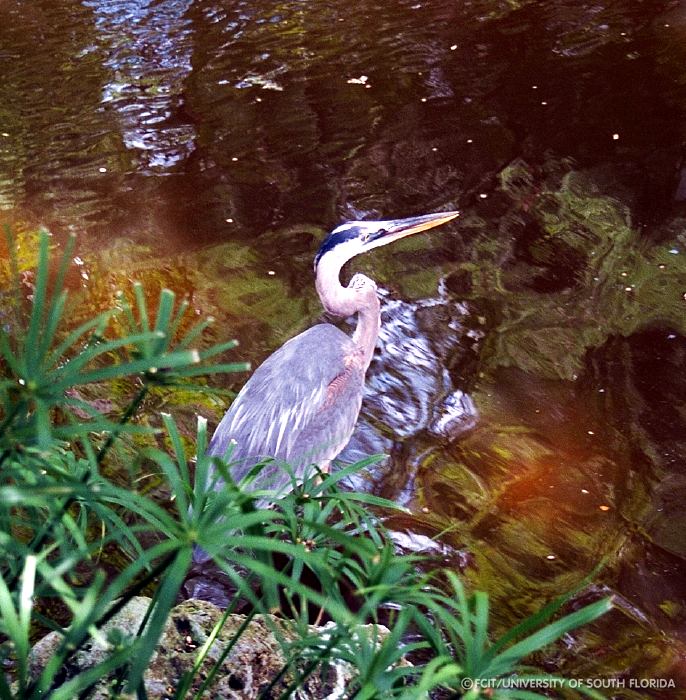 Great Blue Heron