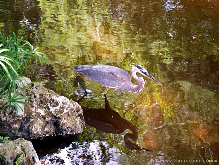 Great Blue Heron