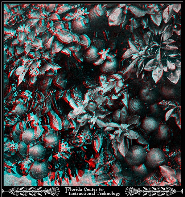 Orange Tree