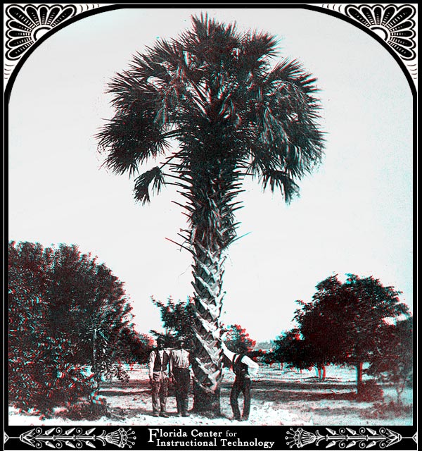 Palm Tree