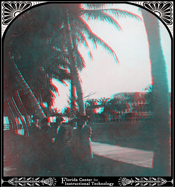 Palm Tree Portrait