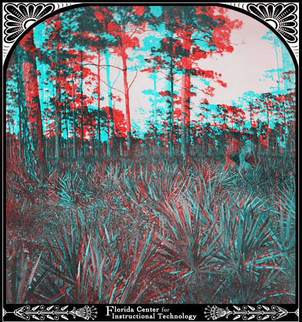 Piney Woods