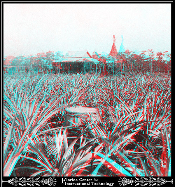 Field of pineapples 