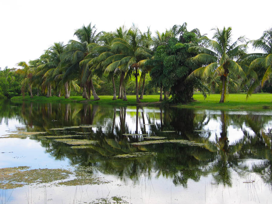 Palm Trees along Lake