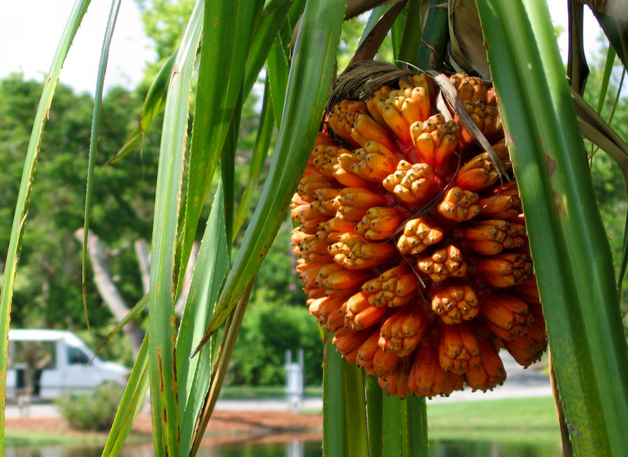 pandanus-fruit