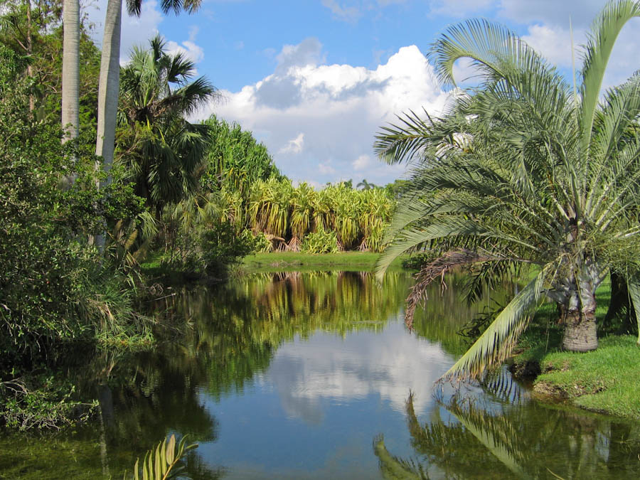 Lake Surrounded by Palm Trees