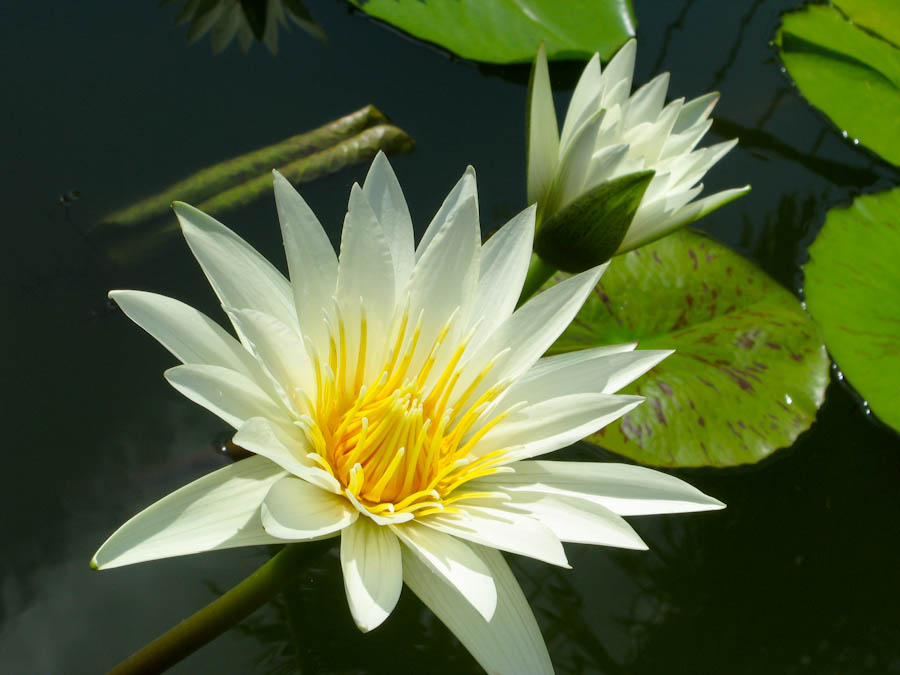 Description Detailed view of a white lotus flower