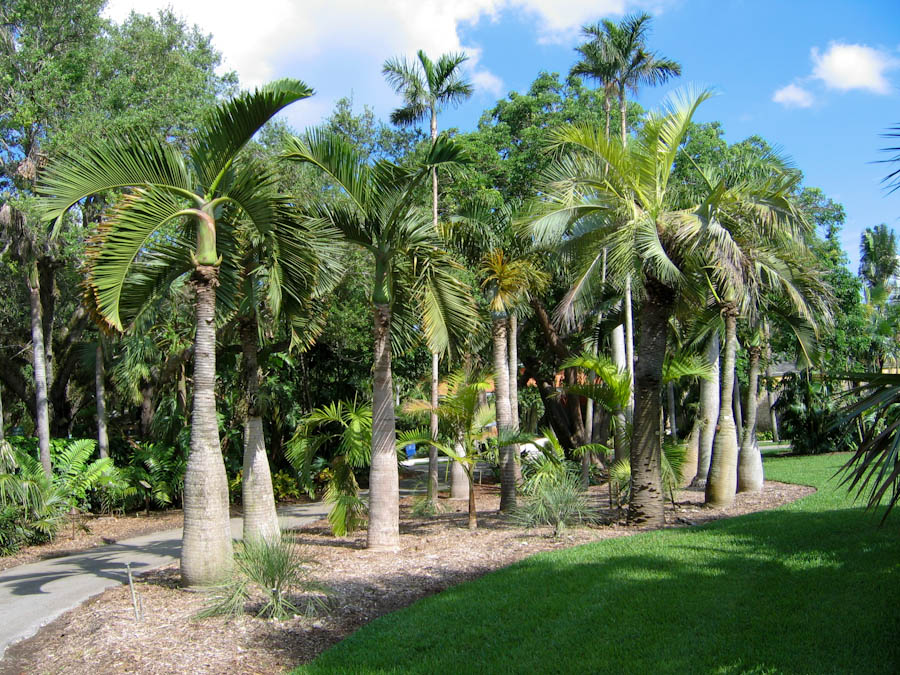 Group of Palm Trees