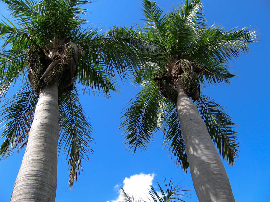 Cuban Belly Palms