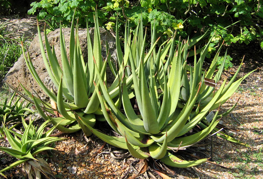 Aloe Suffulta