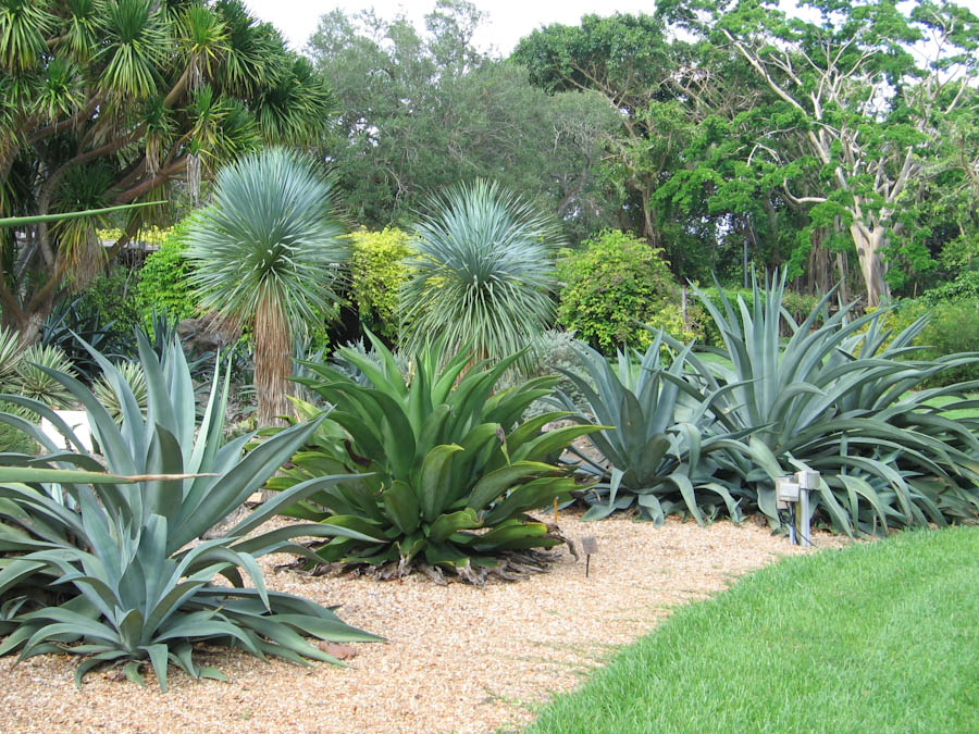 The Agave Plant