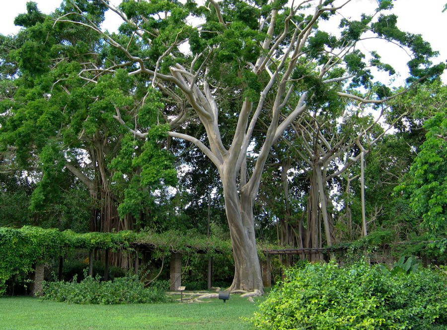 Largest Tree in Fairchild Gardens