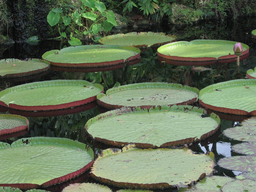 Giant Lily Pads and Lotus Blossum