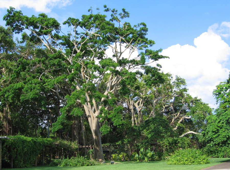 Largest Tree in Fairchild Gardens