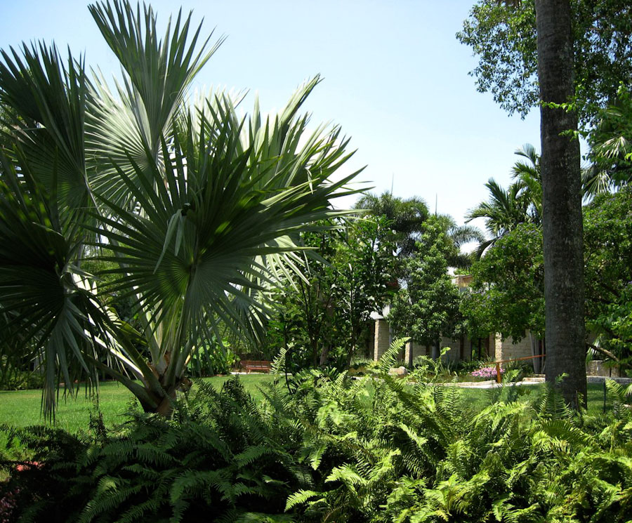 Sabal Palm Trees