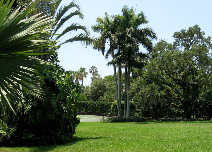 Royal Palm Trees