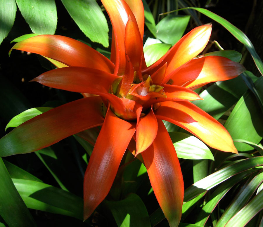 Red Tropical Plant