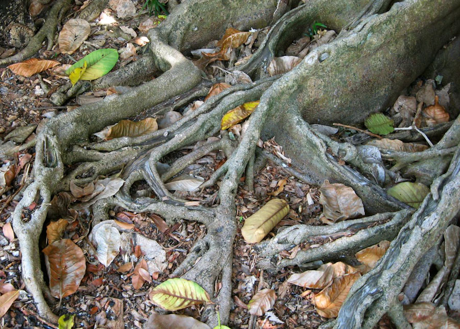 Mysore Fig Roots