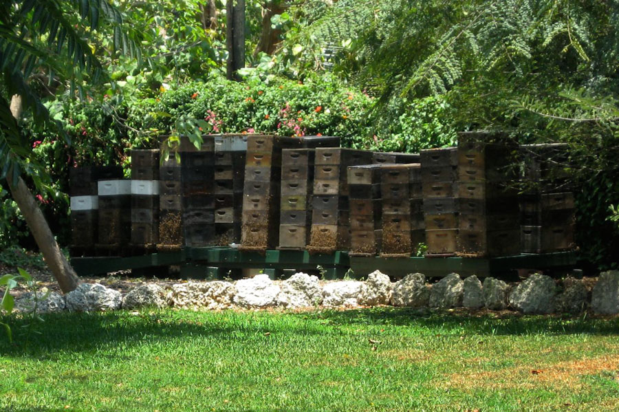 Apiary Apiary