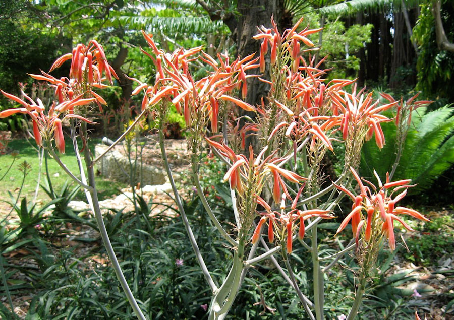 Aloe Maculata