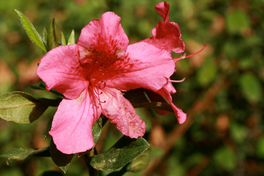 Red Azalea 