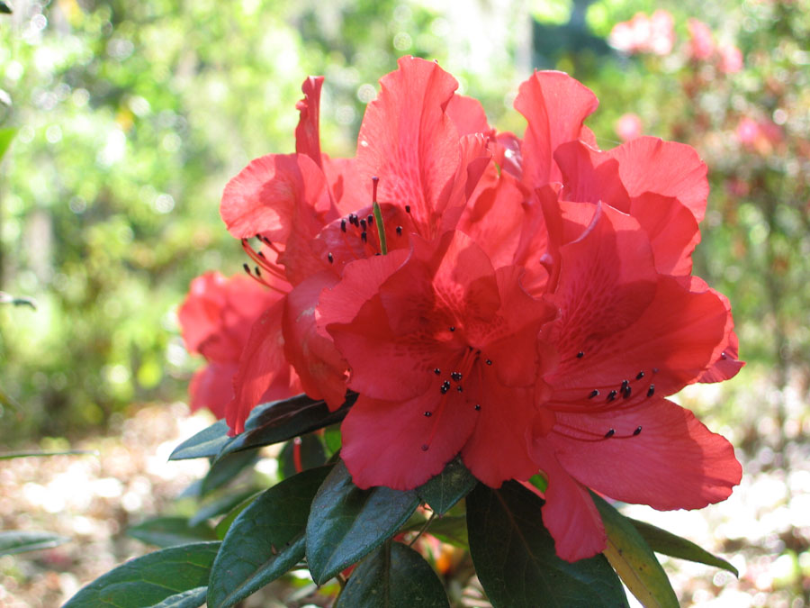 Red Azalea Flowers 