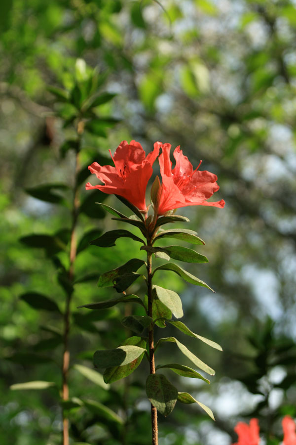 Red Azalea Flowers 