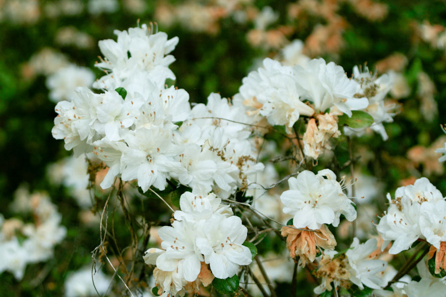 White Azalea Flowers