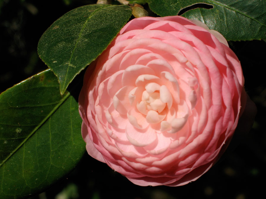 Pink Double Flowered Camellia