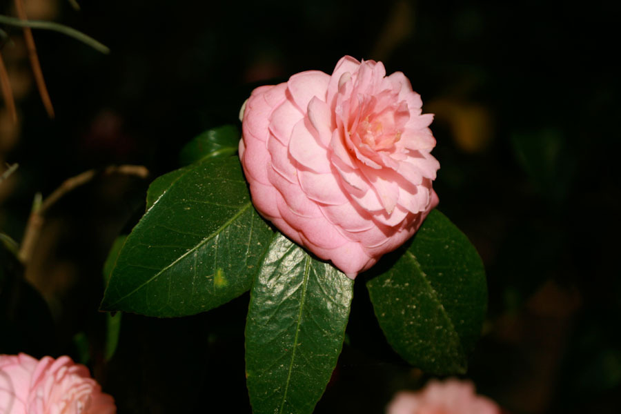 Pink Double Flowered Camellia