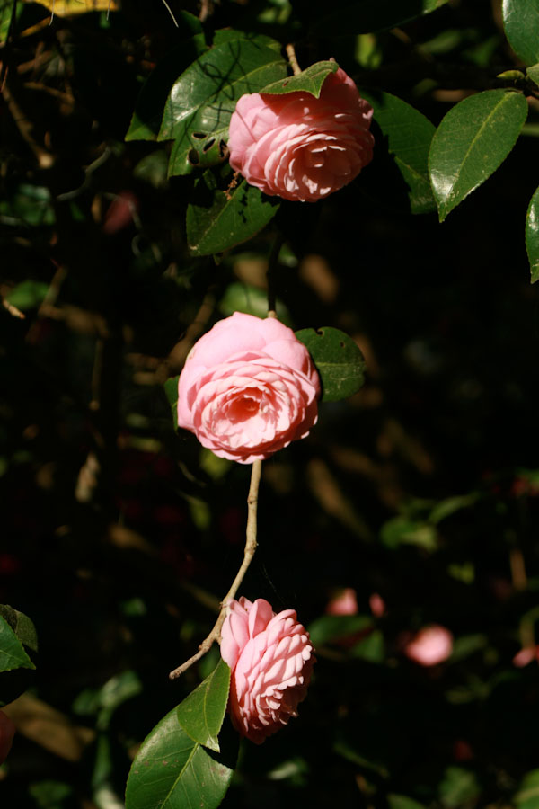 Pink Camellia Blossoms