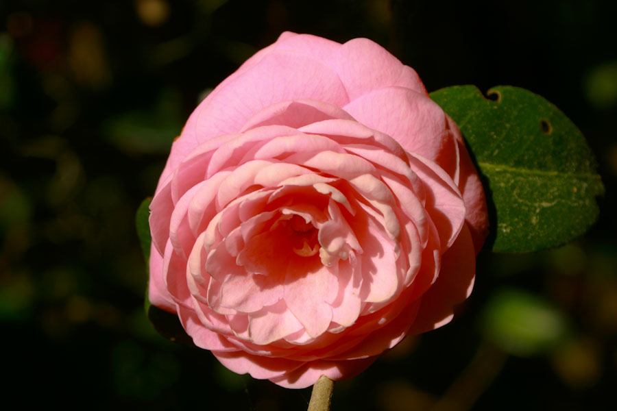 Pink Camellia Flower