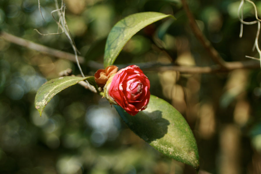 Small Red Camellia