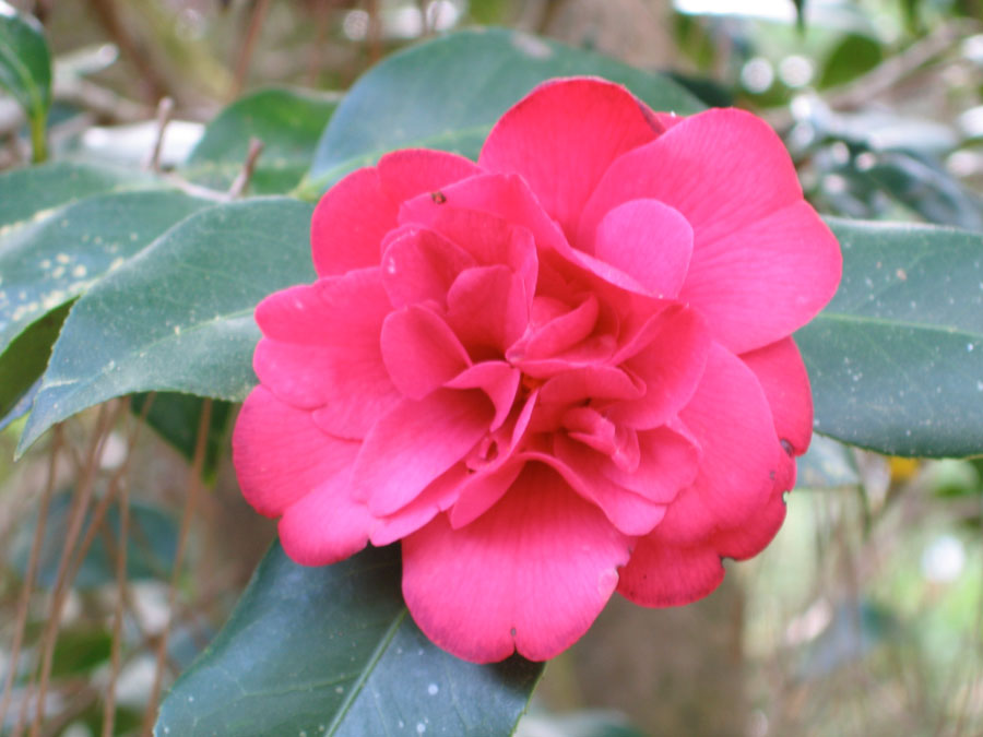 Pink Camellia Blossom