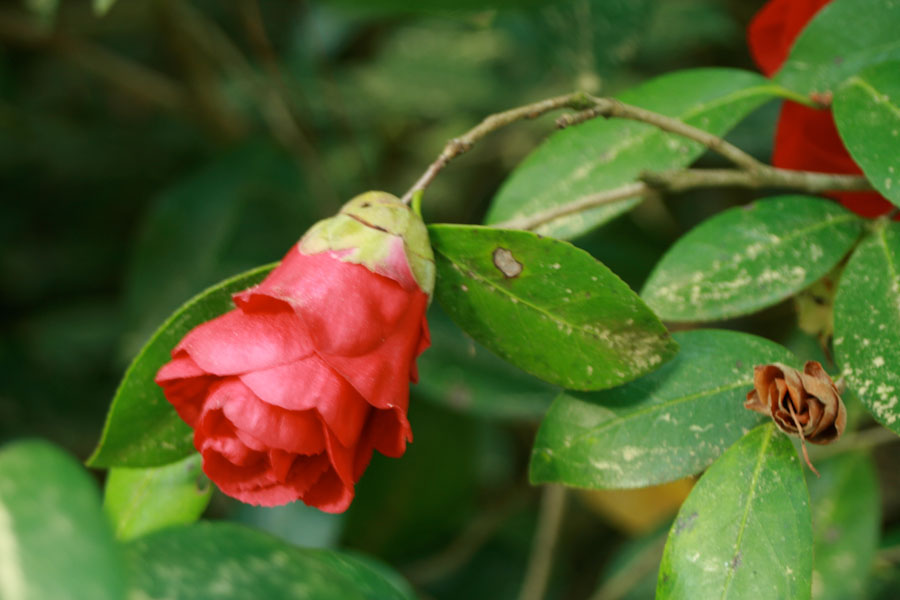 Red Camellia Bloom